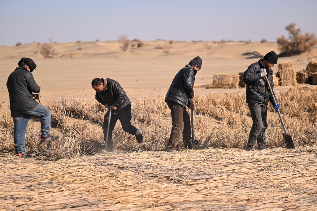 在新疆和田地区墨玉县喀瓦克乡周边沙漠，当地农民在铺设草方格（1月11日摄）。