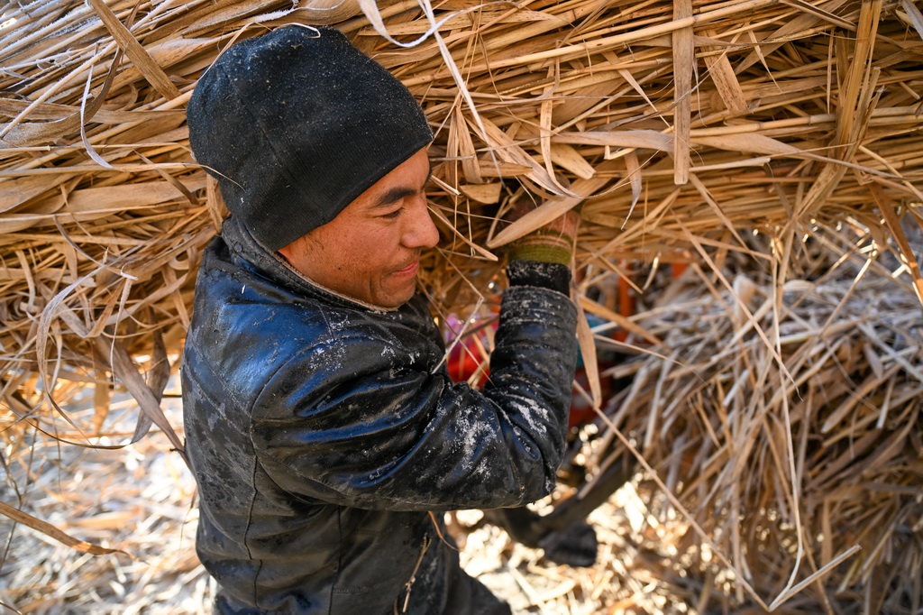 在新疆和田地区墨玉县扎瓦镇，当地农民运送收割的芦苇（1月10日摄）。
