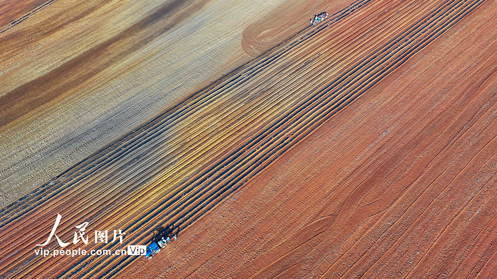 雲南陸良：播種小春馬鈴薯【6】