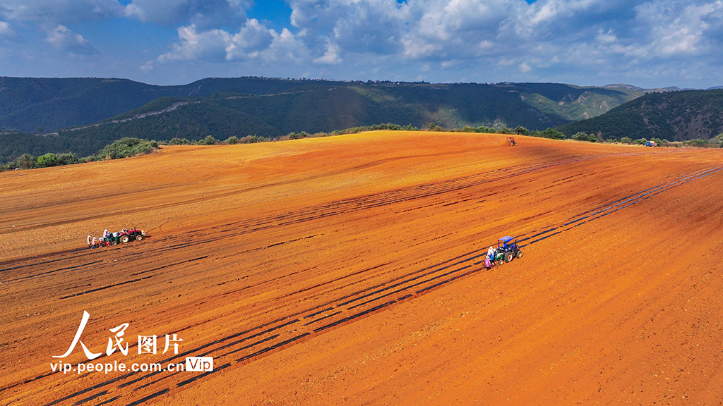 雲南陸良：播種小春馬鈴薯【8】