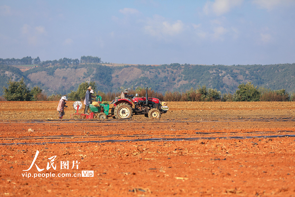 雲南陸良:播種小春馬鈴薯【2】