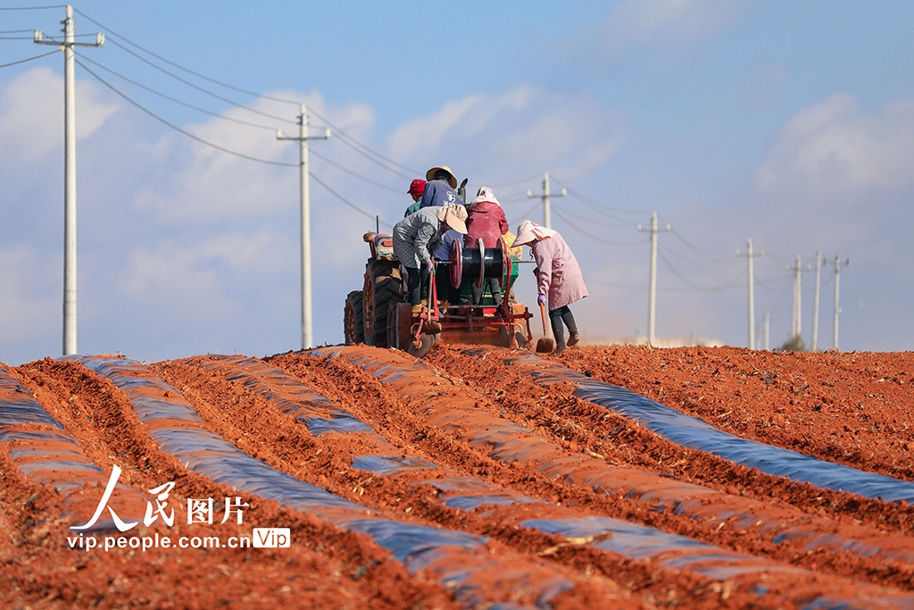 云南陆良:播种小春马铃薯【5】