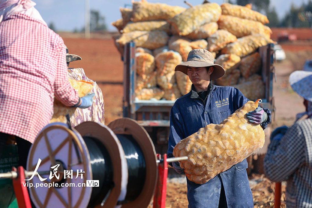 雲南陸良:播種小春馬鈴薯【3】