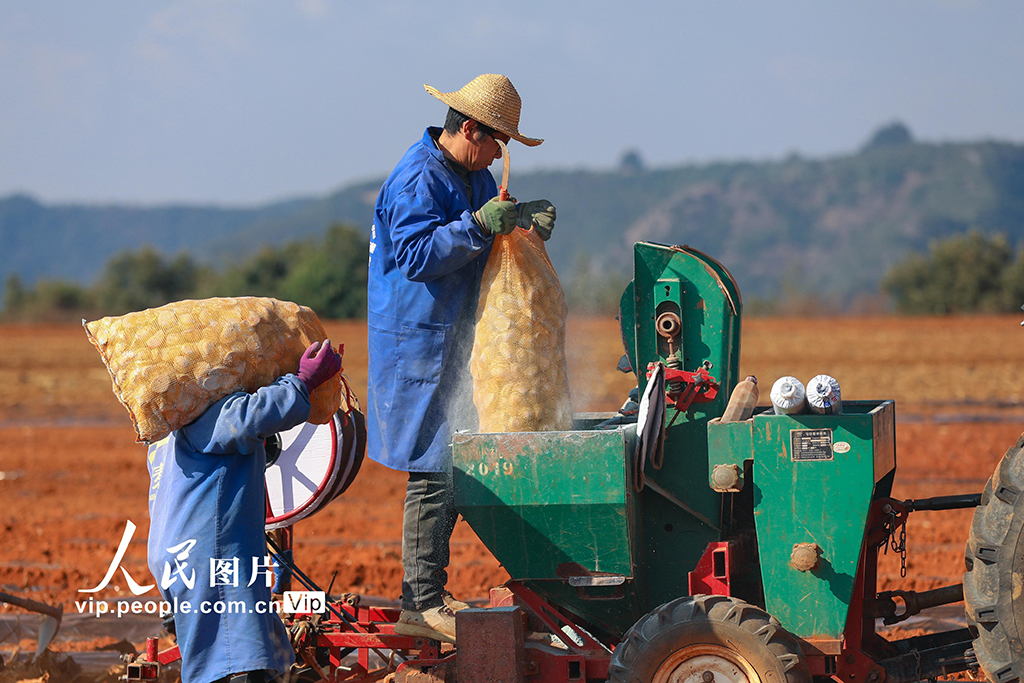 云南陆良:播种小春马铃薯【4】