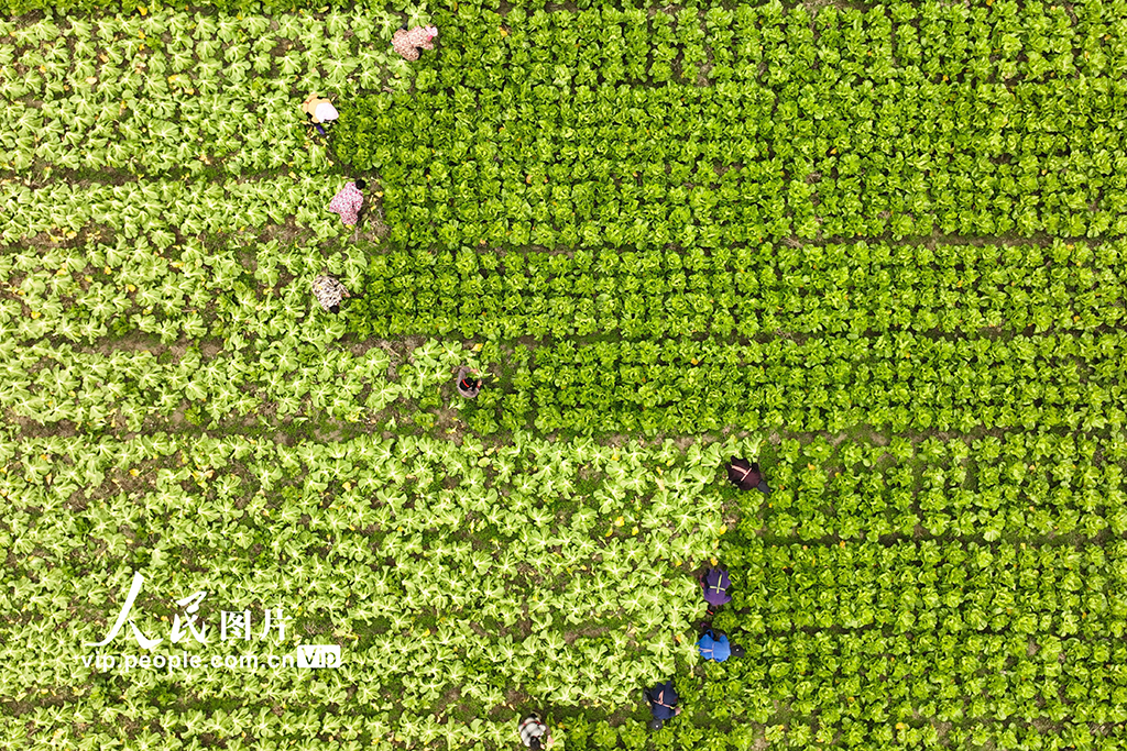 貴州丹寨：採收芥菜【2】