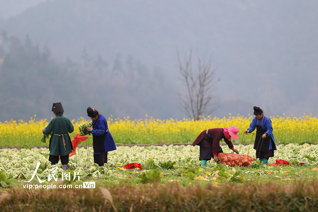 貴州丹寨：採收芥菜【3】