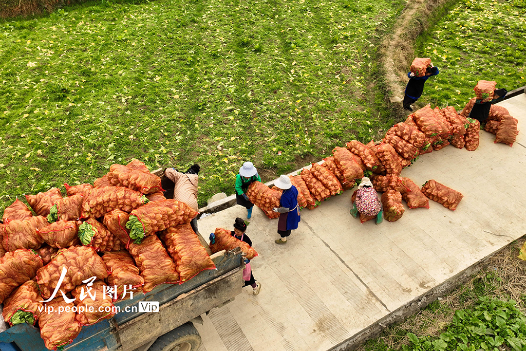 貴州丹寨：採收芥菜【4】