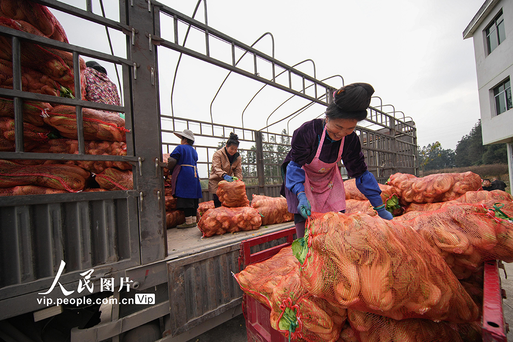 貴州丹寨：採收芥菜【5】