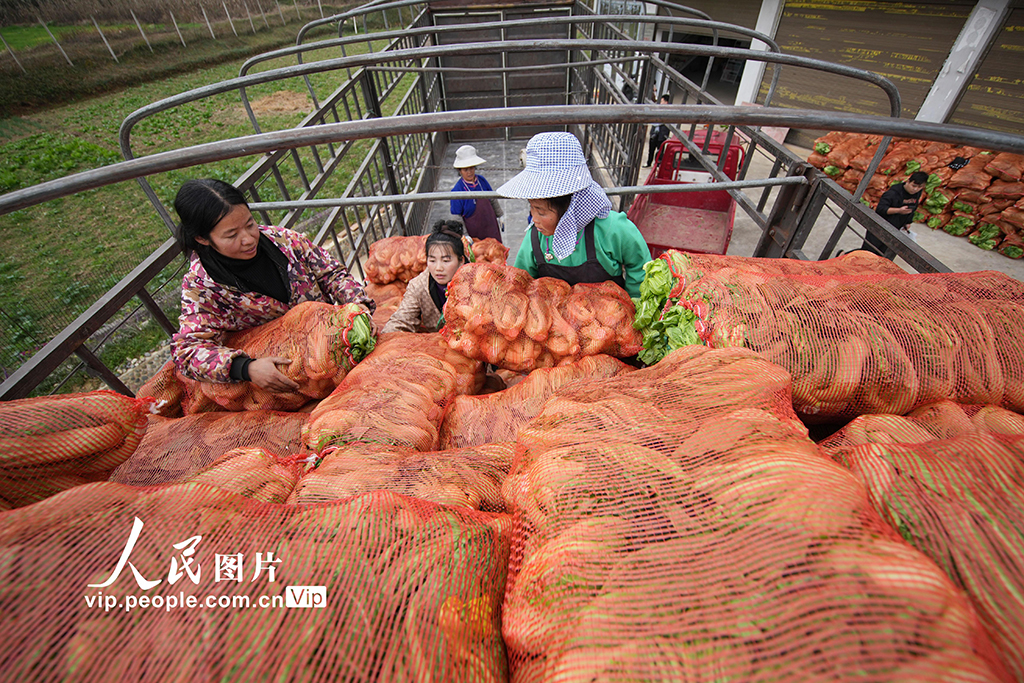 貴州丹寨：採收芥菜【6】