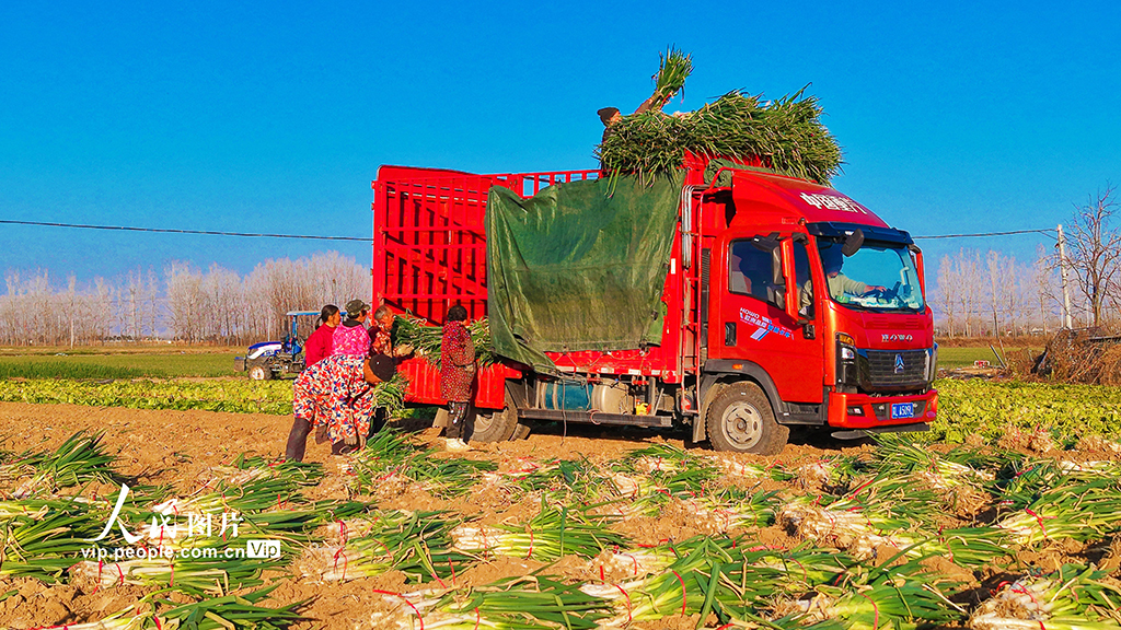 河南新野:收获钢葱【3】