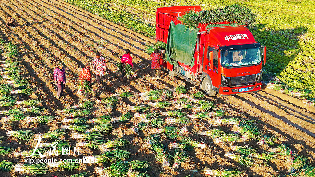 河南新野:收获钢葱【4】