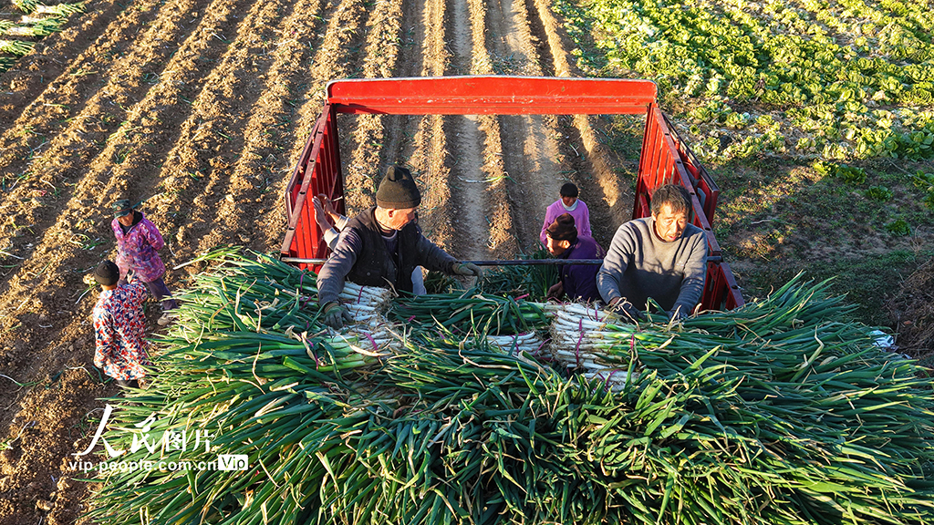 河南新野:收獲鋼蔥【5】