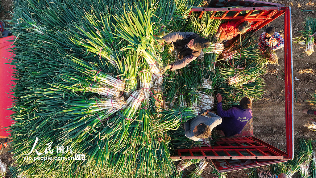 河南新野：收獲鋼蔥【2】