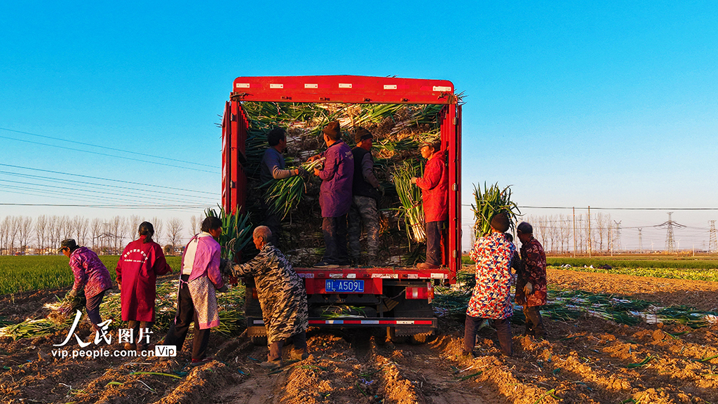 河南新野:收獲鋼蔥【6】