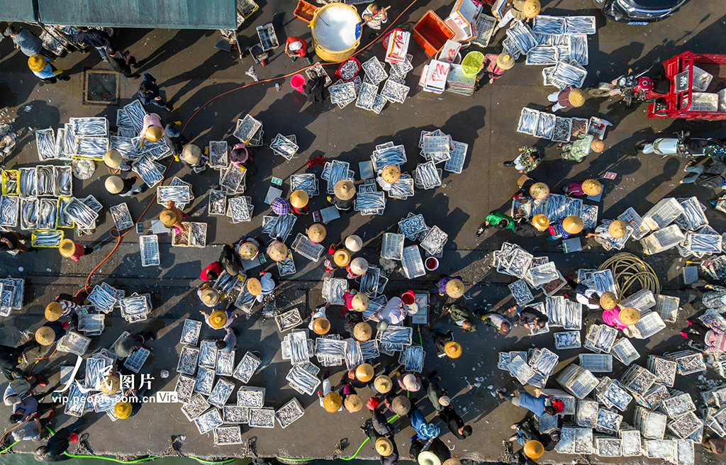 海南文昌:開年迎豐收 碼頭漁市旺【6】