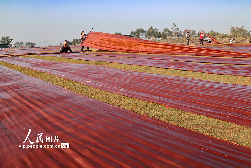 廣西蒙山：晾晒香雲紗【2】