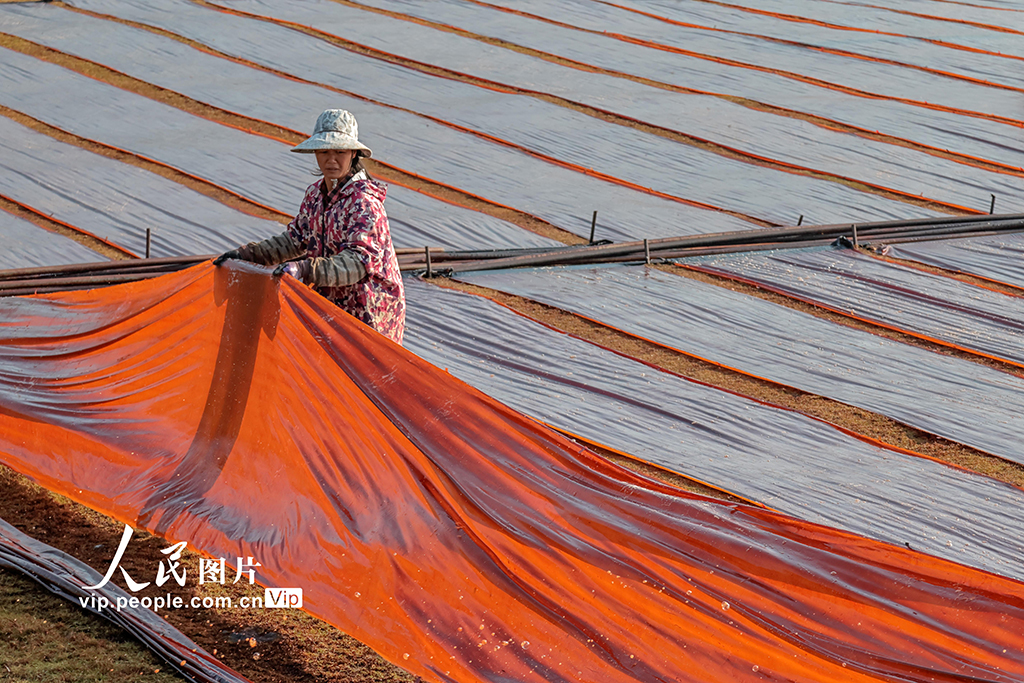 广西蒙山：晾晒香云纱【6】