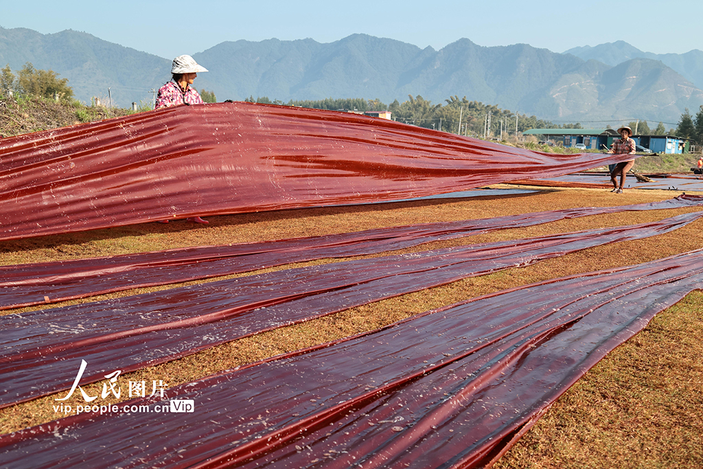 广西蒙山：晾晒香云纱【7】