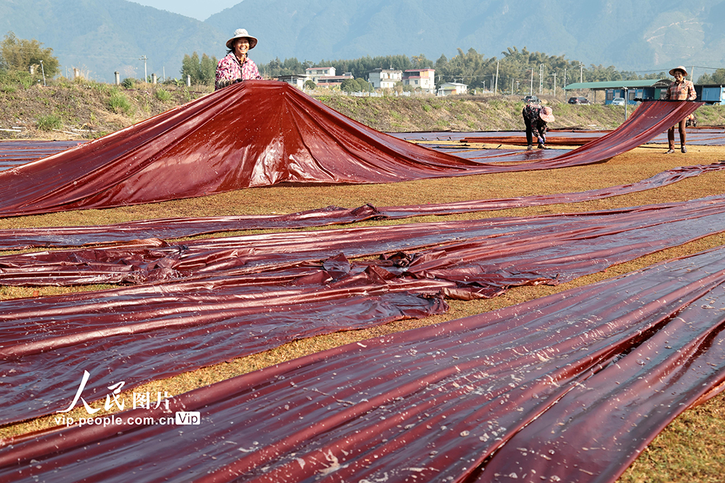 广西蒙山：晾晒香云纱【8】