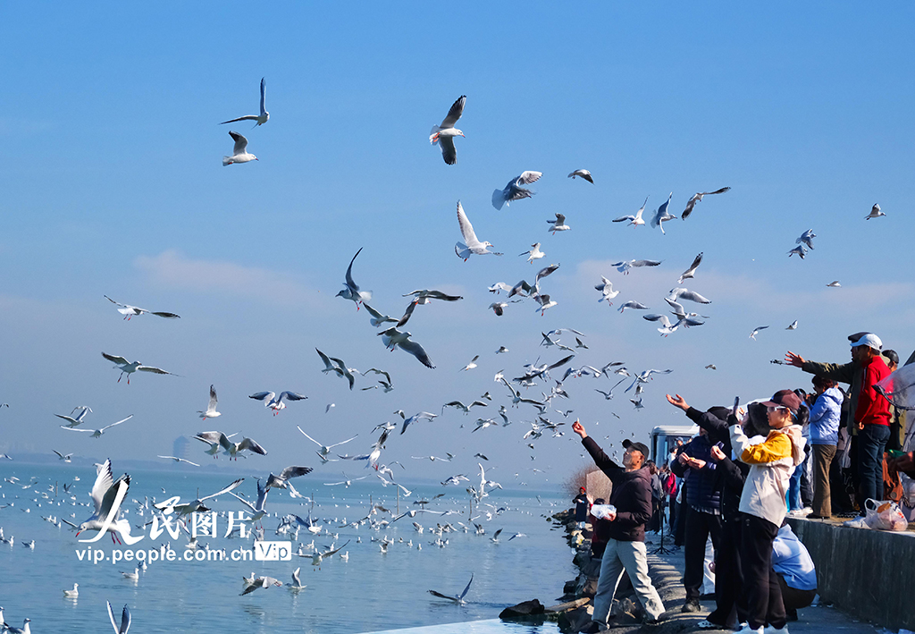江蘇蘇州：太湖水域迎來賞鷗觀景熱潮【2】