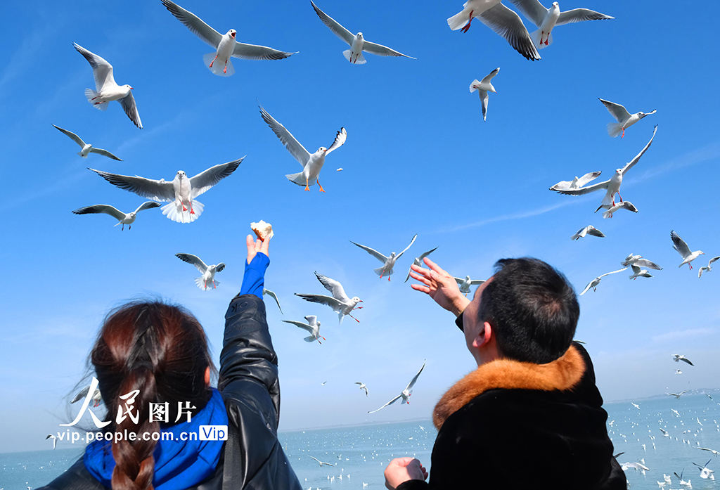 江蘇蘇州：太湖水域迎來賞鷗觀景熱潮【3】