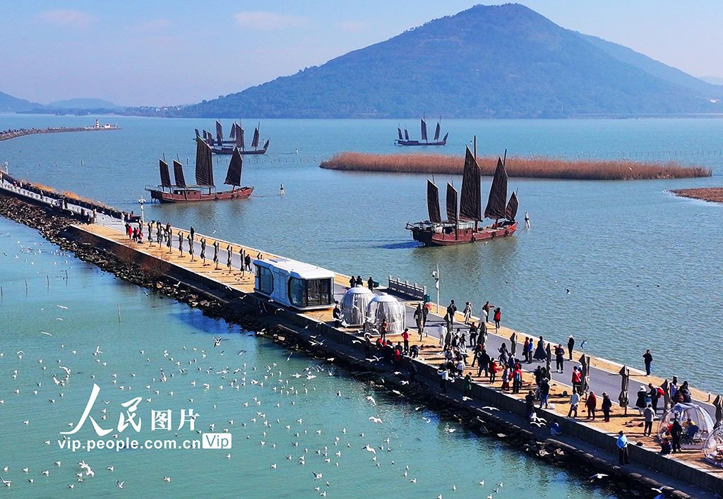 江蘇蘇州：太湖水域迎來賞鷗觀景熱潮【4】