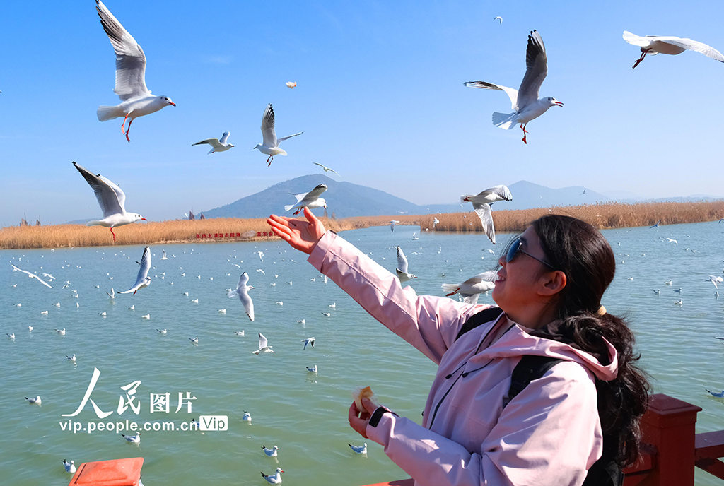 江蘇蘇州:太湖水域迎來賞鷗觀景熱潮【5】