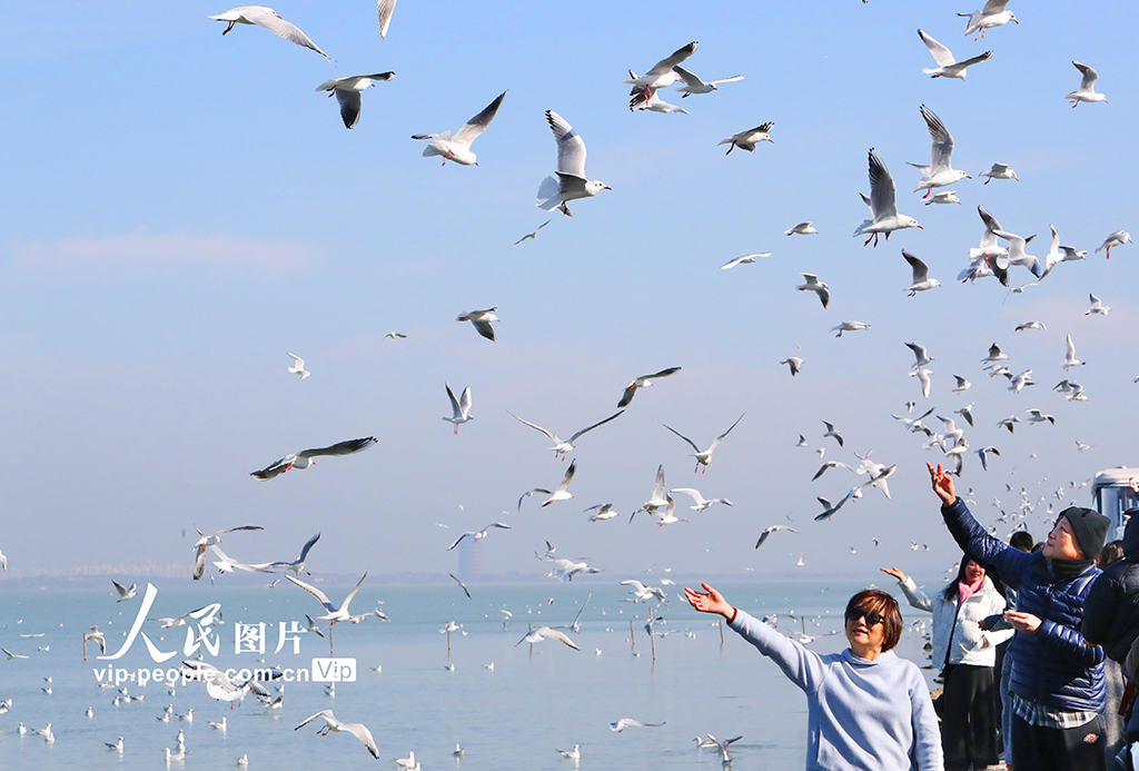 江蘇蘇州:太湖水域迎來賞鷗觀景熱潮【6】