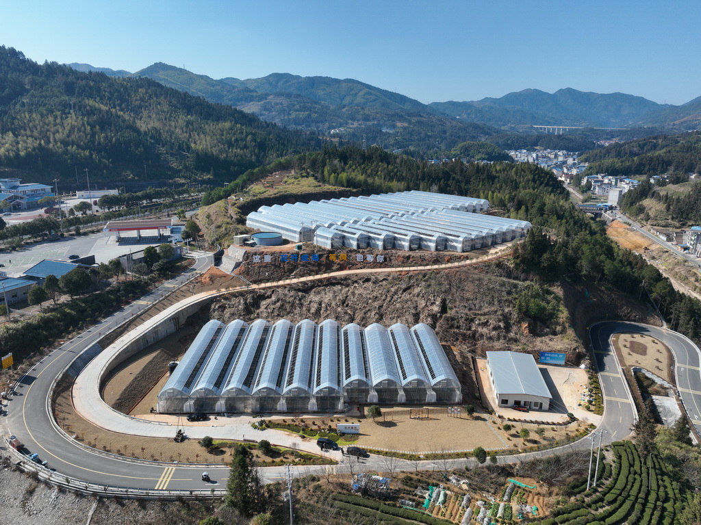 這是1月15日拍攝的周寧縣七步鎮花卉企業大棚（無人機照片）。