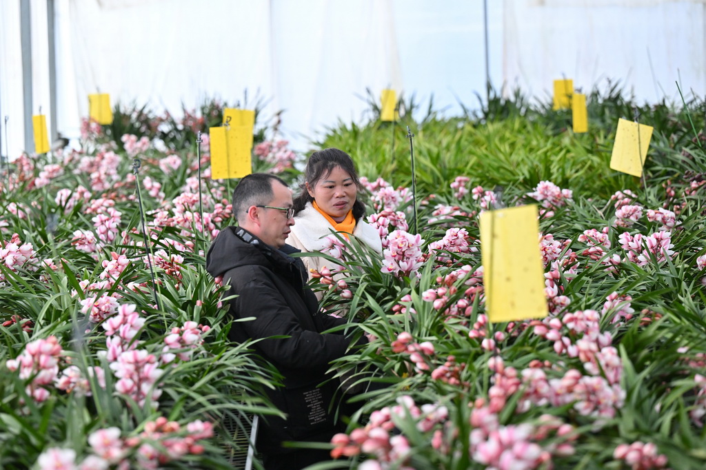 1月14日，在位於周寧縣浦源鎮的寧德向山蘭園植物科技有限公司花卉大棚內，周寧縣花卉辦工作人員（左）與企業管理人員查看大花惠蘭長勢。