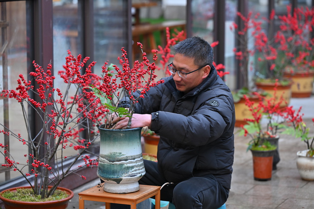1月14日，位於福建省周寧縣浦源鎮的田園農業開發有限公司，企業負責人在整理冬青盆栽。
