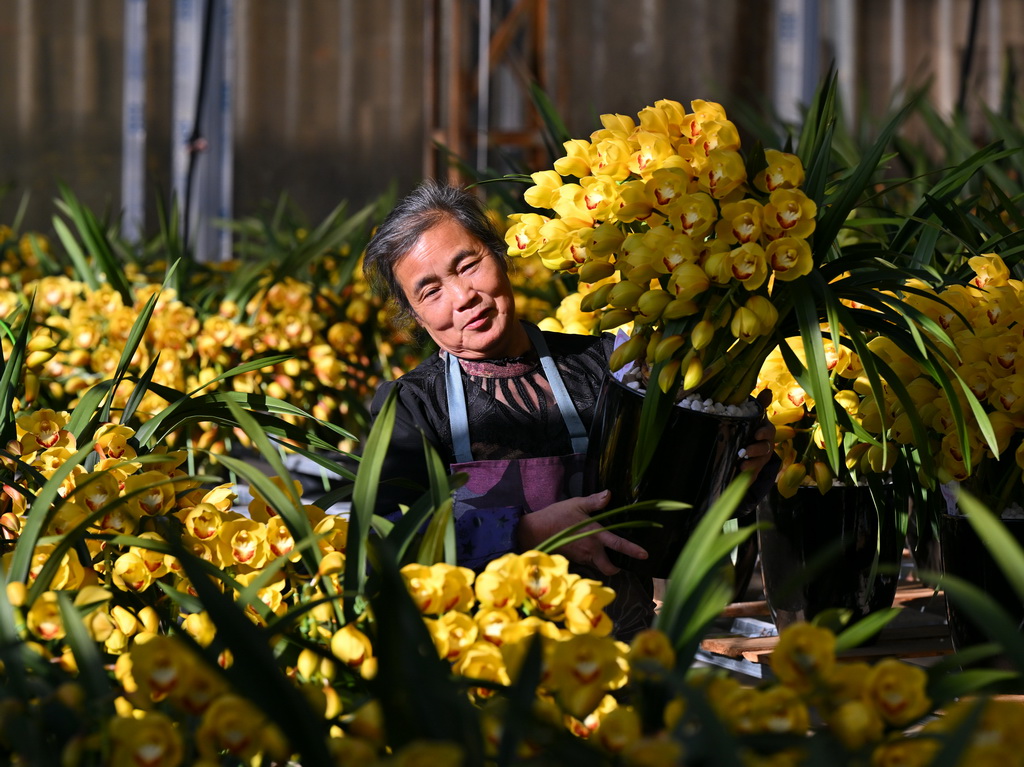 1月14日，位於福建省周寧縣浦源鎮的紫馨蘭園花卉有限公司花卉大棚內，工人在搬運大花惠蘭盆栽。