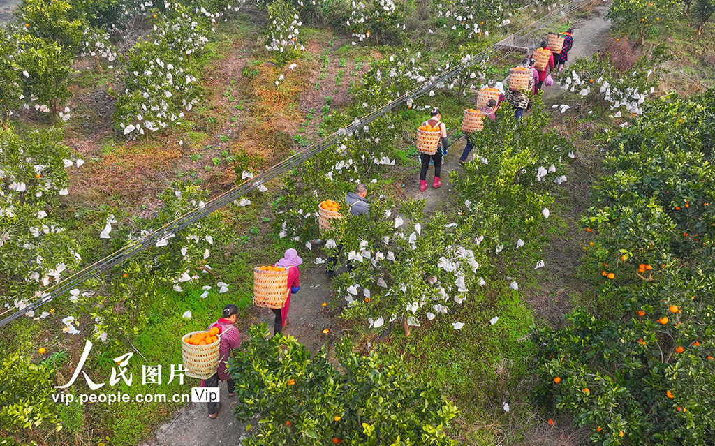 柑橘丰收