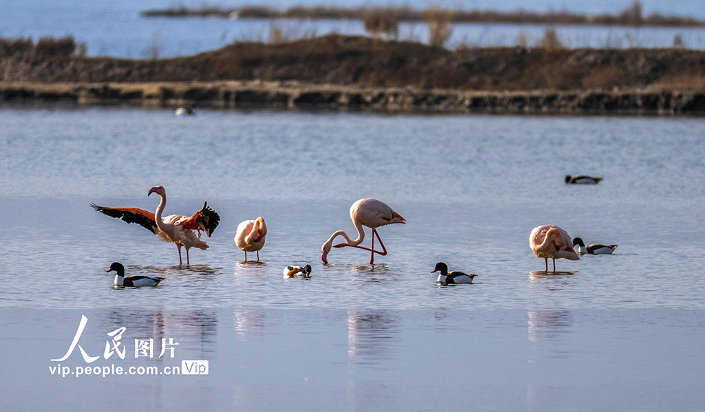 山西運城：火烈鳥歡舞鹽湖濕地【4】