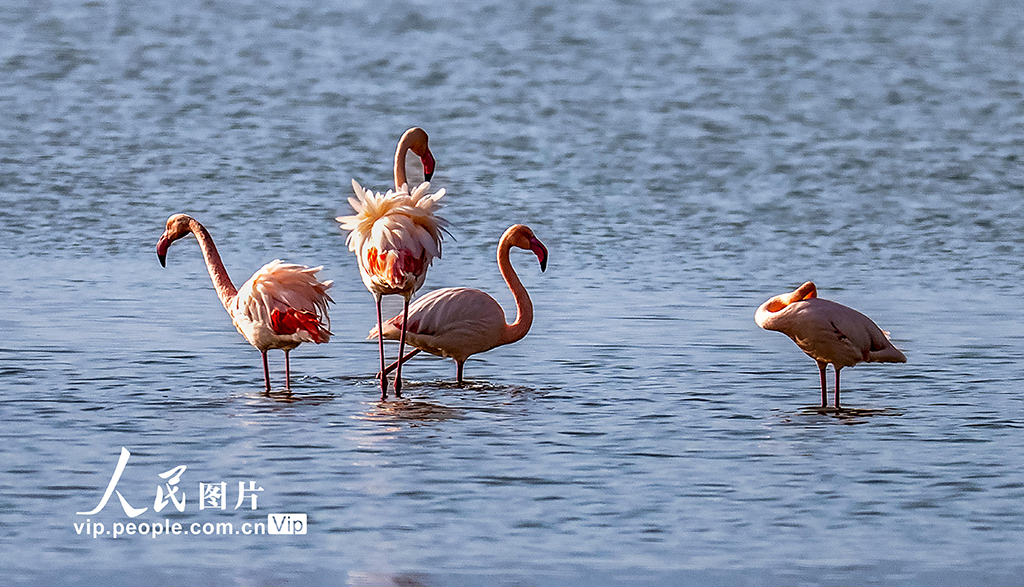 山西運城：火烈鳥歡舞鹽湖濕地【5】