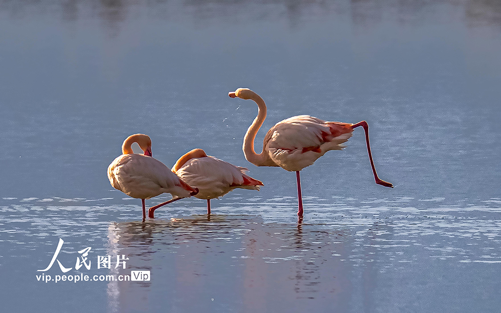 山西運城：火烈鳥歡舞鹽湖濕地【7】