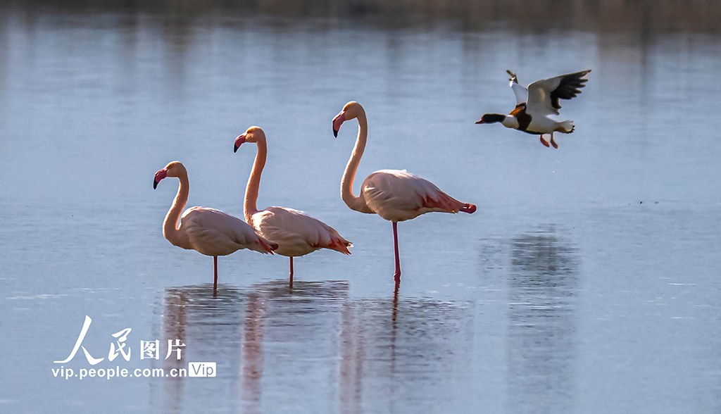 山西運城：火烈鳥歡舞鹽湖濕地【8】