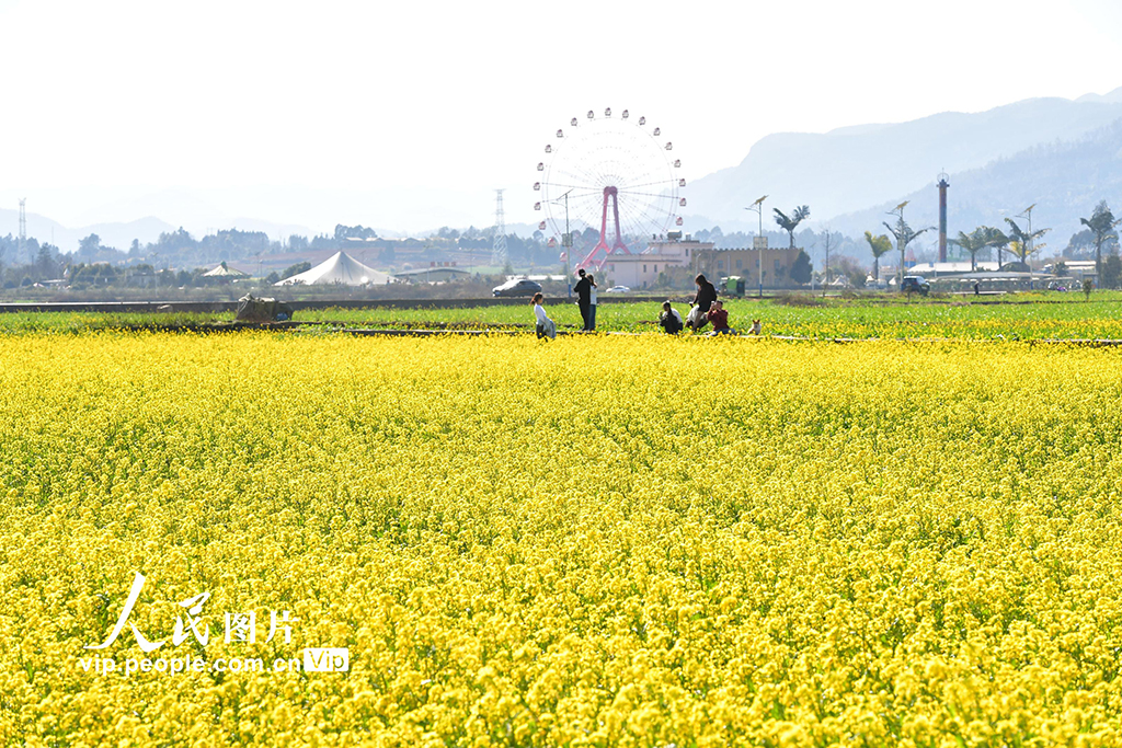 雲南羅平:油菜花開【3】