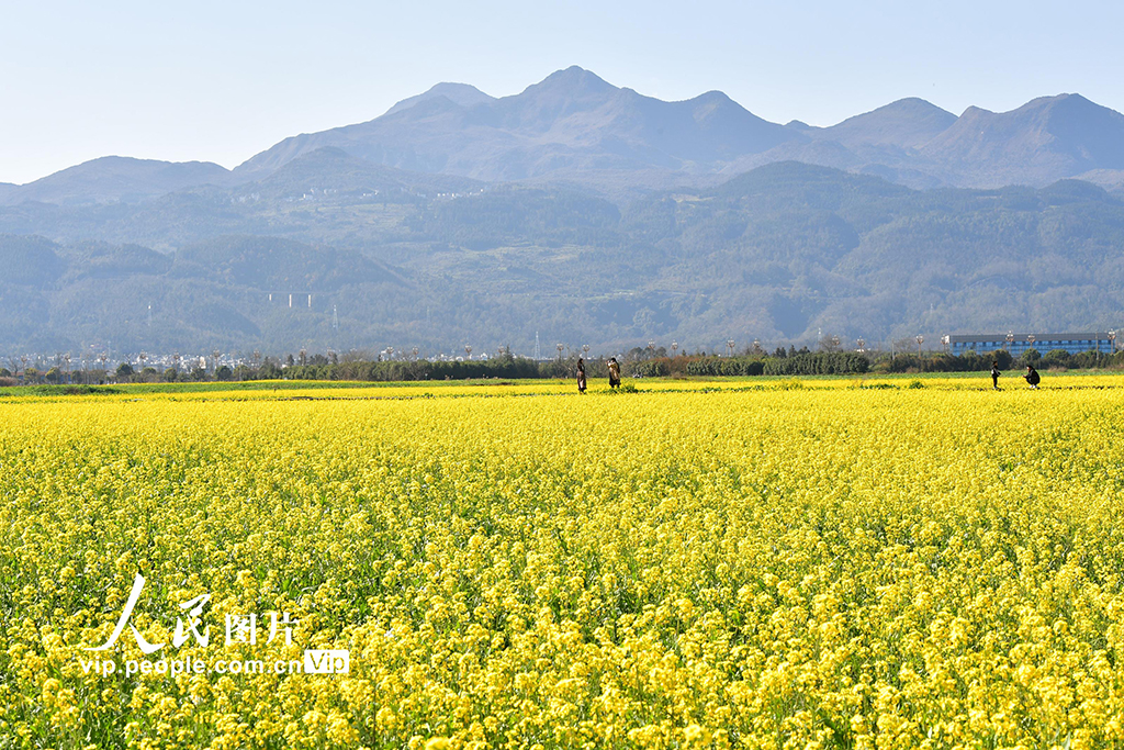 雲南羅平:油菜花開【4】