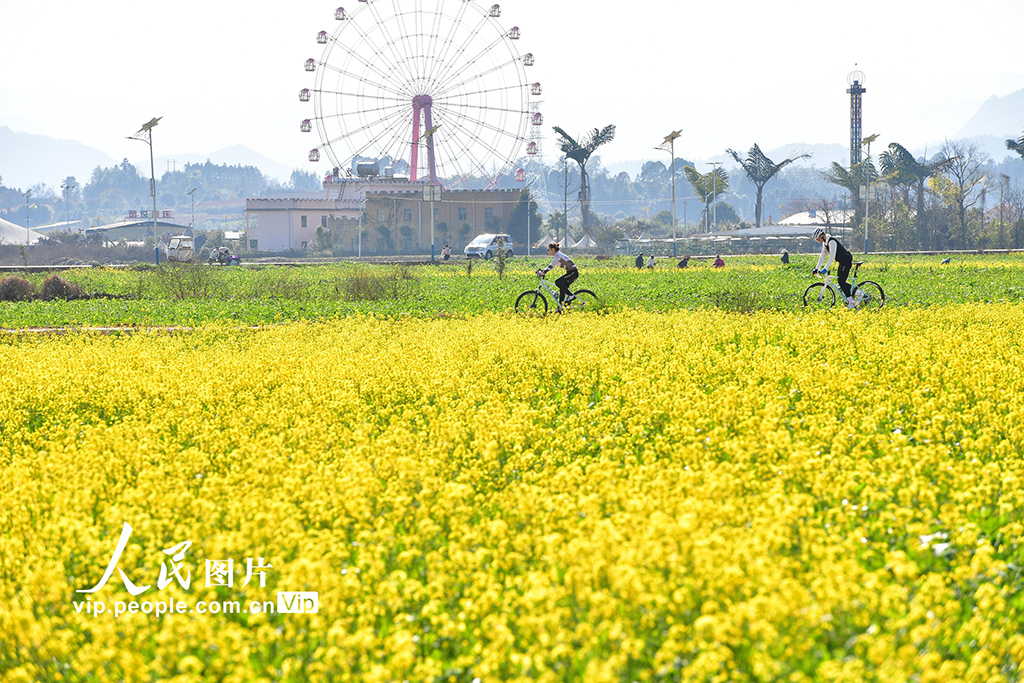 雲南羅平：油菜花開【5】