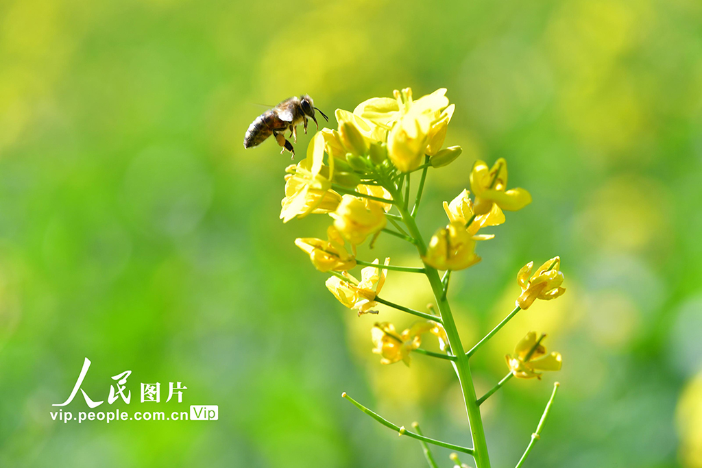 雲南羅平:油菜花開【2】