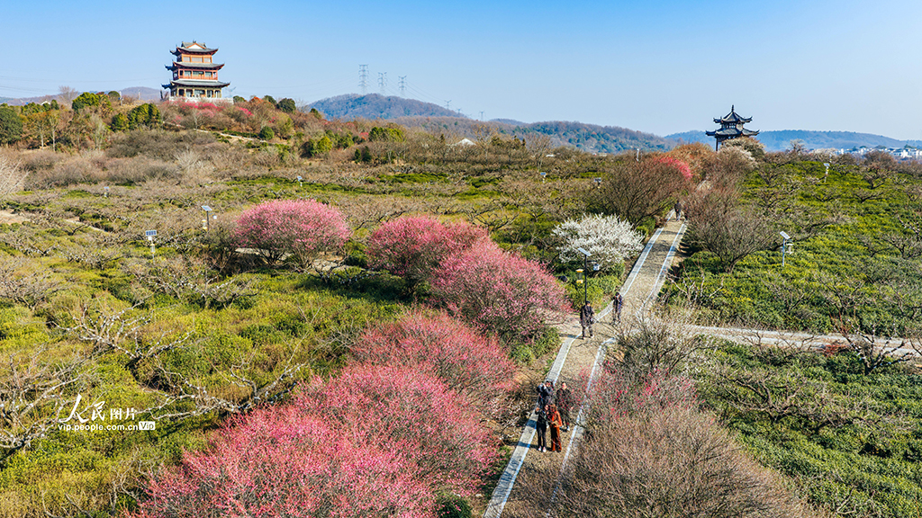 江蘇南京:梅花綻放迎客來【2】