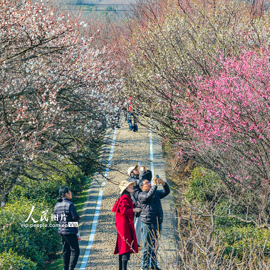 江蘇南京:梅花綻放迎客來【3】