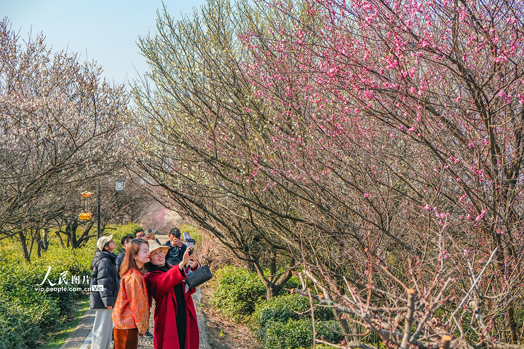 江蘇南京:梅花綻放迎客來【5】