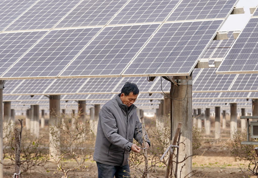 1月16日,河北省巨鹿县阎疃镇的一名农民在“农光互补”光伏板下管护金银花苗。