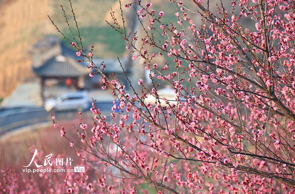 安徽歙縣:梅花吐香引客來【3】