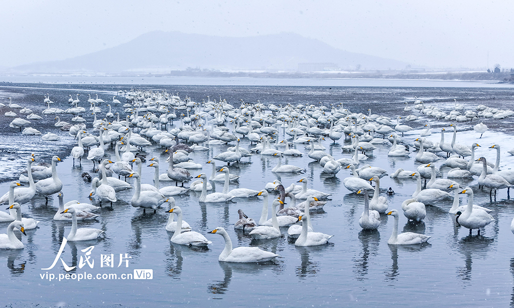 山东荣成：雪落天鹅湖【2】
