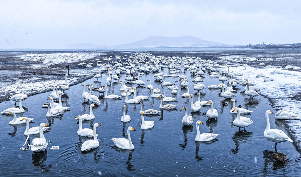 山东荣成:雪落天鹅湖【4】