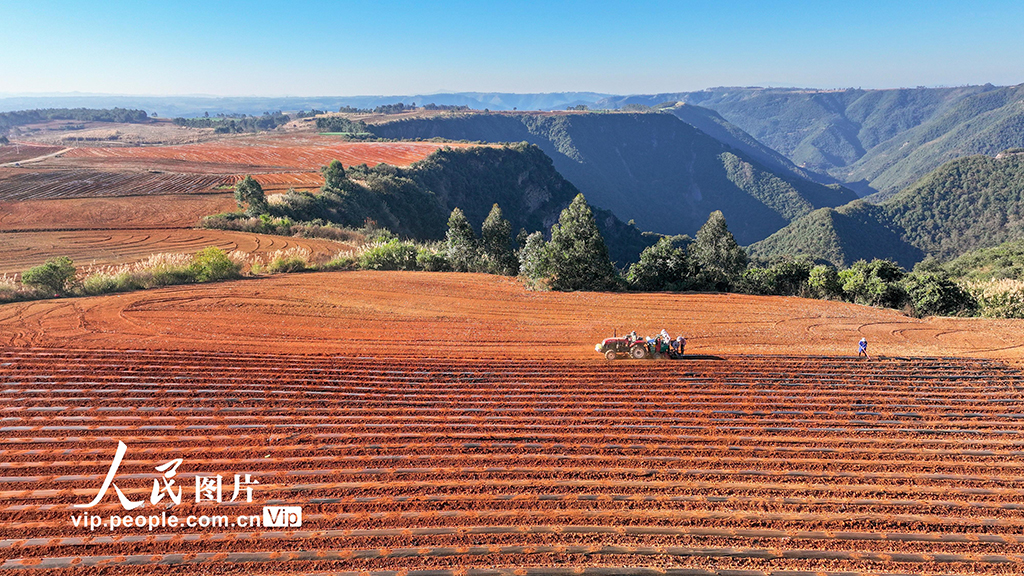 雲南陸良：大寒將至播種忙【2】