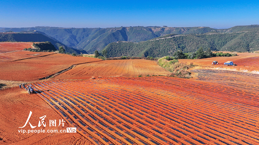 雲南陸良：大寒將至播種忙【3】
